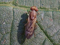Opomyzid Fly